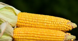 budidaya jagung masis