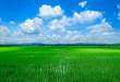 hamparan sawah