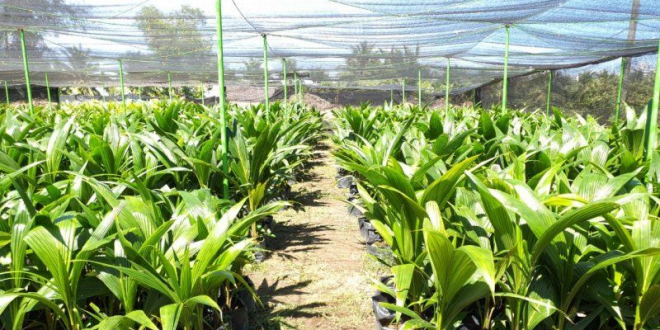 harga bibit perkebunan 2021