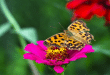kupu-kupu di tanan bunga